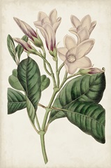 Antique Botanical Collection IX