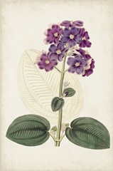 Antique Botanical Collection V
