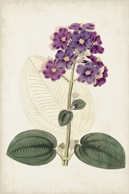 Antique Botanical Collection V