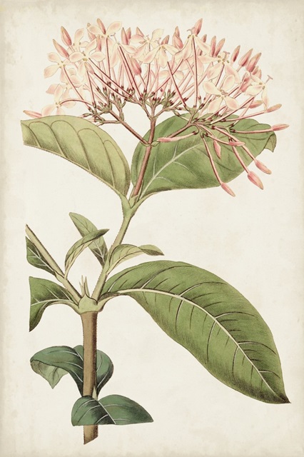 Antique Botanical Collection VI
