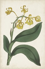 Antique Botanical Collection X