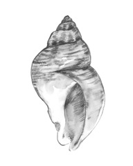 Quiet Conch I