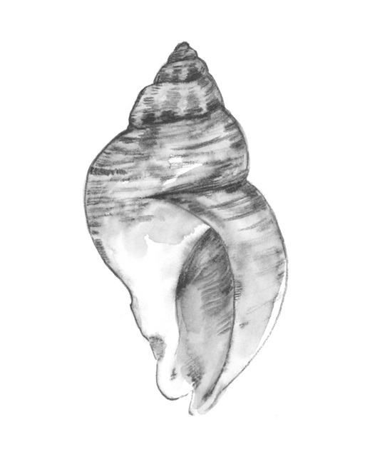 Quiet Conch I