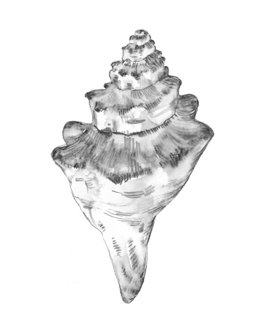 Quiet Conch III