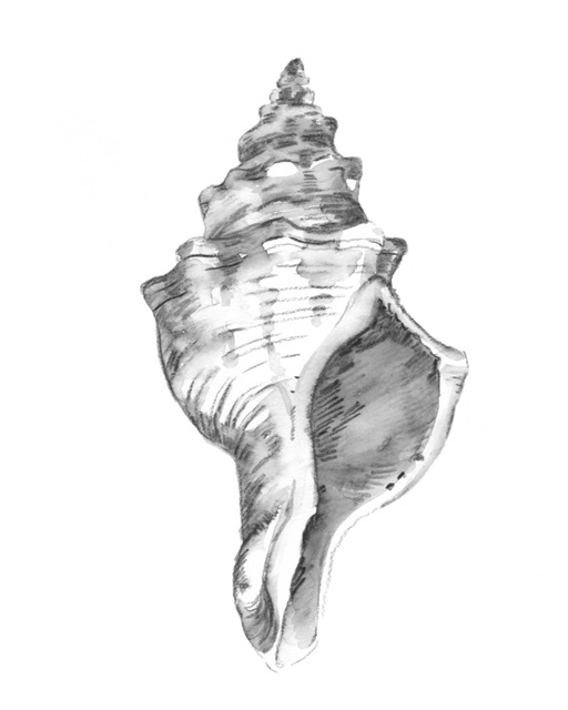 Quiet Conch IV