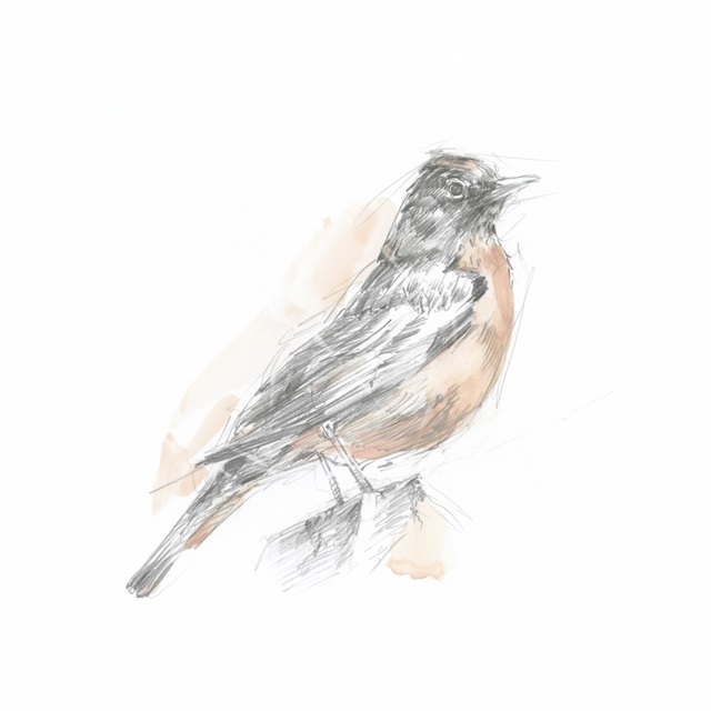 Robin Bird Sketch I