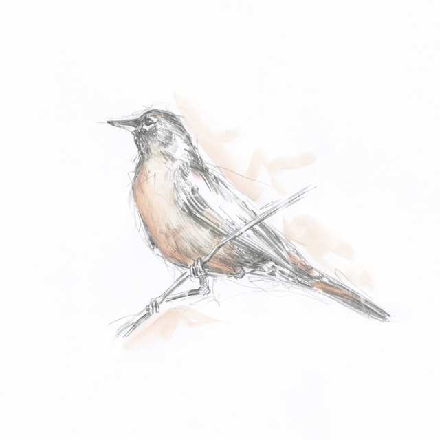 Robin Bird Sketch II