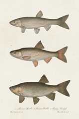 Species of Antique Fish IV