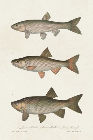 Species of Antique Fish IV