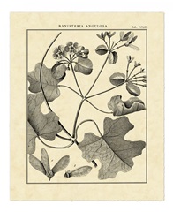 Vintage Botanical Study II