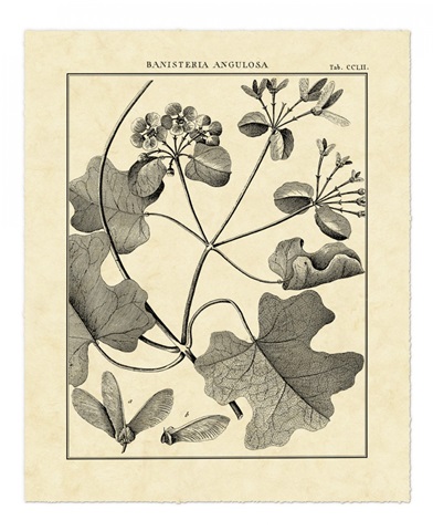 Vintage Botanical Study II