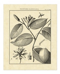 Vintage Botanical Study III