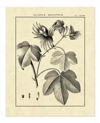 Vintage Botanical Study IV