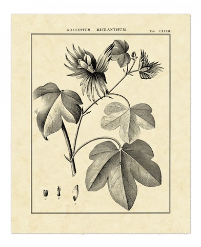 Vintage Botanical Study IV