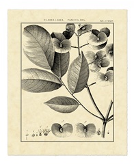 Vintage Botanical Study V