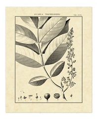 Vintage Botanical Study VI