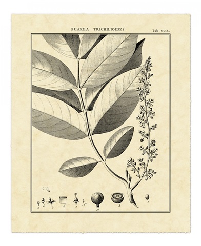 Vintage Botanical Study VI