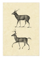 Vintage Deer II