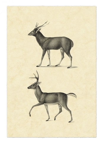 Vintage Deer II