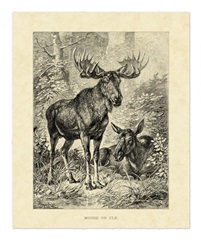 Vintage Moose or Elk