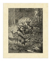 Vintage Roe Deer I