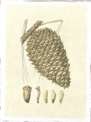 Crackled Woodland Pinecones I