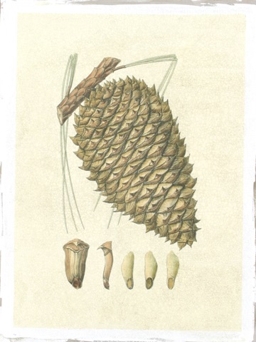 Crackled Woodland Pinecones I