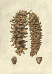 Crackled Woodland Pinecones III