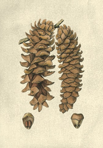 Crackled Woodland Pinecones III