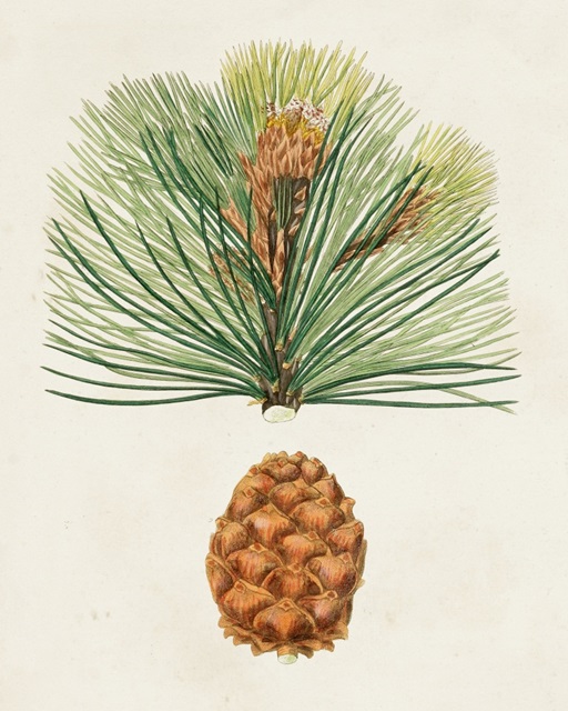 Antique Pine Cones II