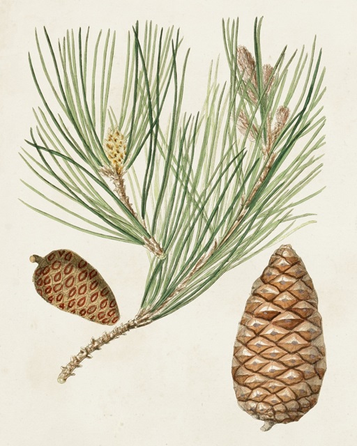 Antique Pine Cones III