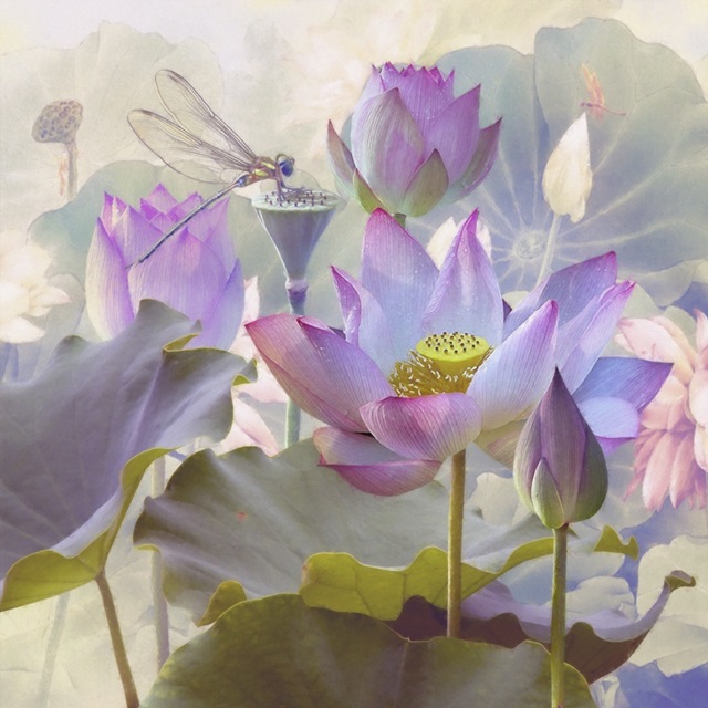 Lotus Sanctuary II