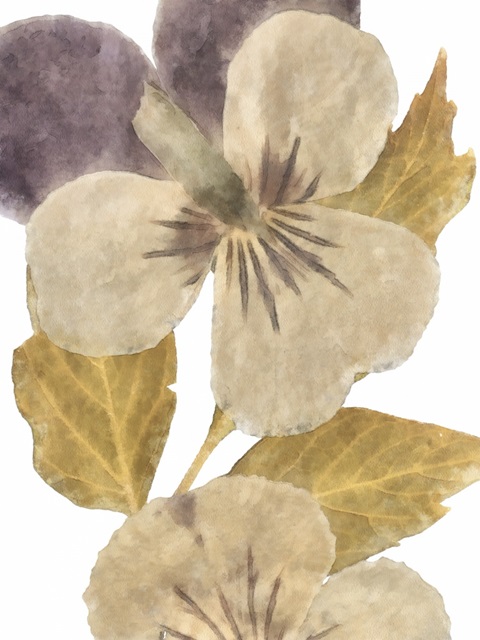 Neutral Pansy I