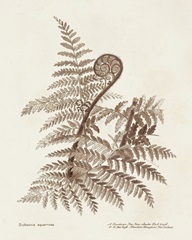 Sepia Fern Varieties I