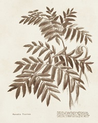 Sepia Fern Varieties II