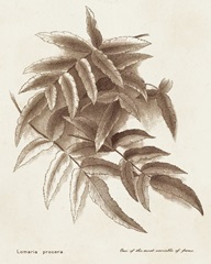 Sepia Fern Varieties IV