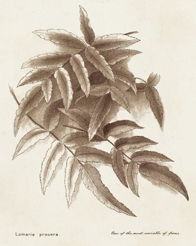 Sepia Fern Varieties IV