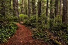 A Walk in the Woods II