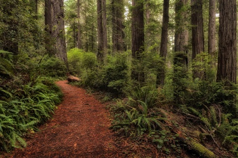 A Walk in the Woods II