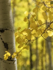 Aspen Highlights