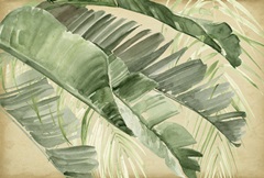 Banana Palms Collection A