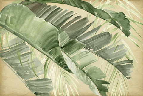 Banana Palms Collection A