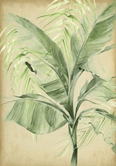 Banana Palms Collection B