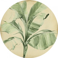 Banana Palms Collection C