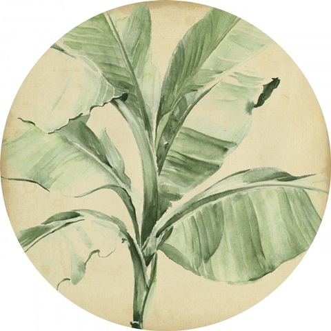 Banana Palms Collection C