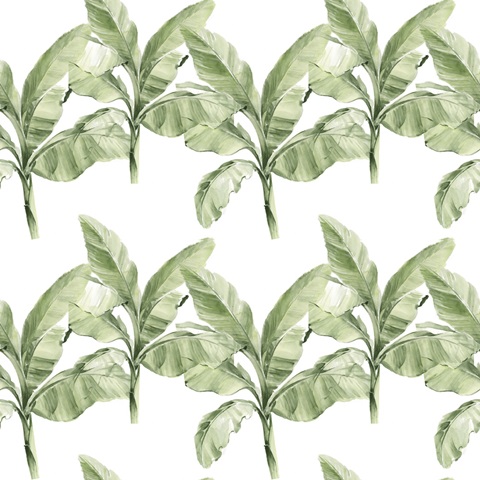 Banana Palms Collection F