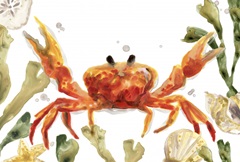 Crab Cameo Collection A