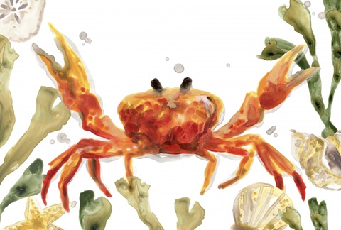 Crab Cameo Collection A