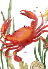 Crab Cameo Collection B