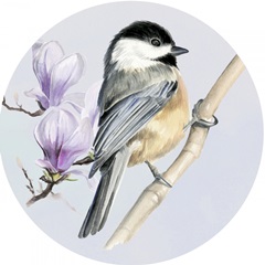 Four Little Birds Collection C